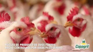 Unidade de Recria de Matrizes e Produção de Ovos Férteis Copagril [upl. by Aurelia]