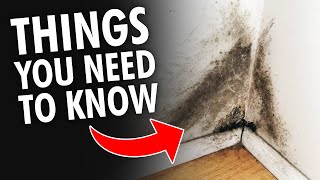 5 Things you NEED to KNOW About Mold and Mildew [upl. by Ecikram244]