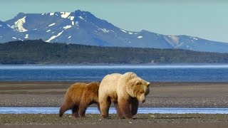 Grizzly Bear Hunts For Clams  Wild Alaska  BBC Earth [upl. by Harwin]