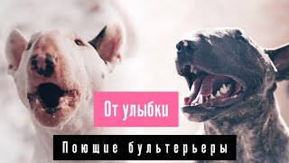 Поющие бультерьеры  От улыбки [upl. by Aleehs658]