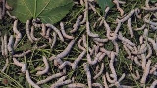 How to Raise Silkworms [upl. by Aitret]