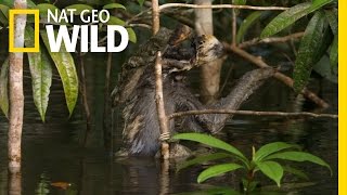 Swimming with Sloths  Amazon Underworld [upl. by Hermine514]