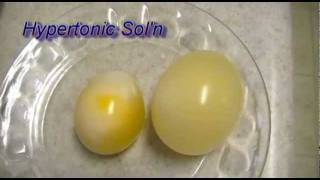 Egg Osmosis Hypertonic vs Hypotonic Solution [upl. by Droflim]