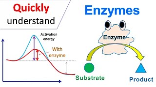 Enzymes [upl. by Willtrude1]