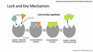 Chapter 31 Introduction to Enzymes [upl. by Roath689]