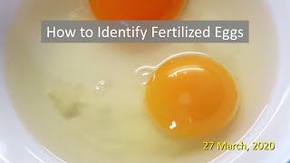 How to Identify Fertilized Eggs [upl. by Neirbo]