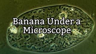 Banana Under a Microscope  Plant Cell Structure [upl. by Jason]