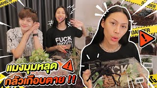 VLOG 178 เปิดฟาร์มแมงมุมแล้ว  จริงจังมากหมดไปเกือบแสน  แต่แมงมุมหลุดเกือบตายยยย [upl. by Ezarra]