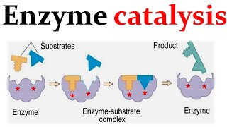 Enzyme catalysis mechanism [upl. by Theis479]