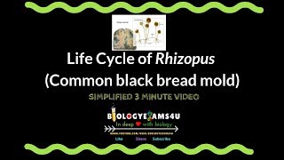 Life Cycle of Rhizopus Reproduction of Rhizopus or Common black bread mold [upl. by Afira]