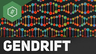 Gendrift  Flaschenhalseffekt Gründereffekt – Evolutionsfaktoren 2 [upl. by Ambrose]