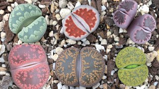 How to Repot Lithops  Hybridisation and Collection [upl. by Jacklin386]