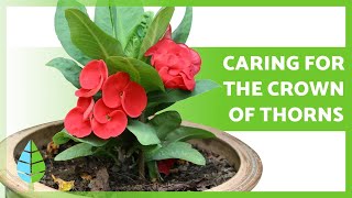 CARING for the CROWN of THORNS Euphorbia MIli 🌸 Watering Pruning Reproduction and more [upl. by Secilu174]