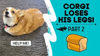 Corgi Loses his Legs  Part 2 [upl. by Tiebold]