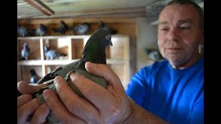 Pigeons Pigeon Fanciers of Great Britain Davey Warrener Gordon Hughes English Tipplers Episode 1 [upl. by Luane]