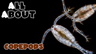 All About The Copepods [upl. by Biagio]