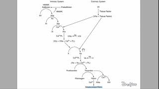 🔴 LEXPLICATION LA PLUS CLAIRE  CASCADE COAGULATION   DR ASTUCE [upl. by Whiney]