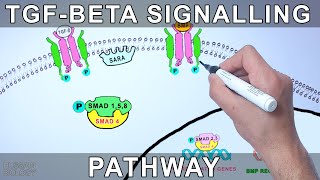 TGF Beta Signalling Pathway [upl. by Hare]