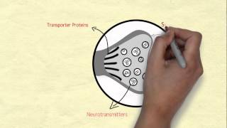 Introduction to Neurochemistry [upl. by Eilra]