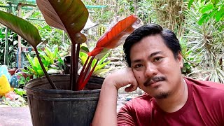 HOW TO PROPAGATE ROJO CONGO PHILODENDRON PLANT  RED CONGO PHILODENDRON PLANT [upl. by Lehcar795]