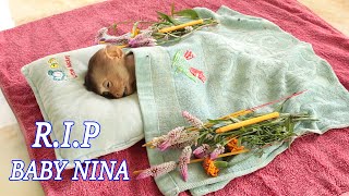 RIP  Millions Sad Baby Monkey NINA Passed Away [upl. by Phelan]