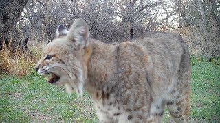 Meowing Bobcat Looking for Kitten [upl. by Ojiram]