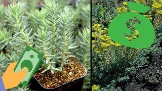 Blue Spruce SedumA Profitable Plant [upl. by Vasiliu]