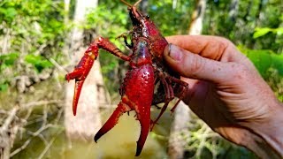 2500 mile Fishing Adventure  PART 3 Fishing Louisiana Catfish Frogs and Crawfish [upl. by Philbin]