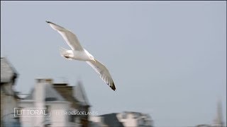 Littoral Le cri des goélands Extrait [upl. by Northway134]