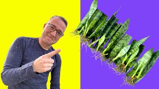 Secrets to Snake Plant Propagation How to Propagate Sansevieria [upl. by Mayman]