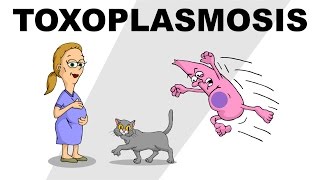 Toxoplasmosis  Plain and Simple [upl. by Gardie792]