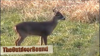 AMAZING SLUG IMPACT Whitetail Buck Hunt [upl. by Icram]