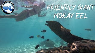 Friendly Giant Moray Eel  Snorkeling in Moorea French Polynesia [upl. by Solim]