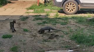 mongoose and cat fight [upl. by Lennej]