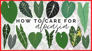 How to Care for Alocasia  How My Elephant Ear Plants THRIVE [upl. by Erek]