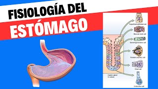 Fisiología del estómago [upl. by Tremain]