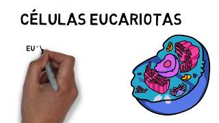 El núcleo  Células eucariotas [upl. by Belda]