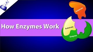 How Enzymes Work [upl. by Lotty]