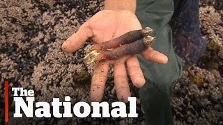 Gooseneck barnacles booming off BC coast [upl. by Tito]