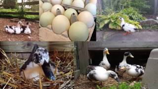 Ancona Duck May Breed of the Month [upl. by Nagaek]