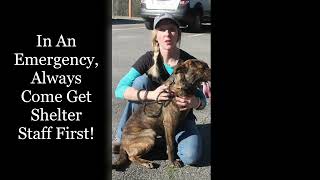 Animal Shelter Volunteer Video [upl. by Elaynad833]