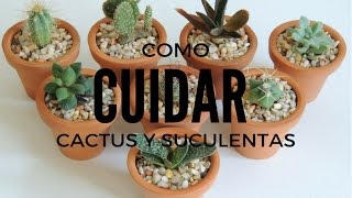 COMO CUIDAR SUCULENTAS Y CACTUS DENTRO DE CASA HD [upl. by Hagile]