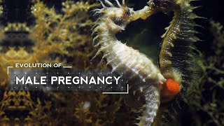 How Male Seahorses Evolved to Give Birth [upl. by Ajet]