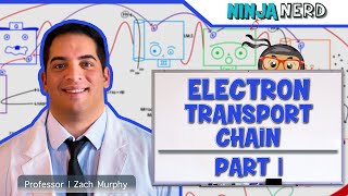 Metabolism  Electron Transport Chain DETAILED  Part 1 [upl. by Yael]