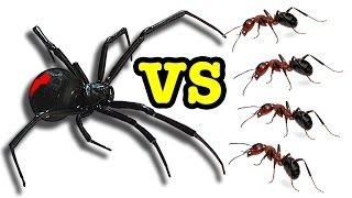 Killer Spider Vs Killer Ants The Ultimate Educational Bug Battle [upl. by Inhsor871]