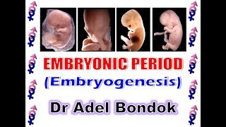 Embryonic Period Embryogenesis Dr Adel Bondok [upl. by Ravo]