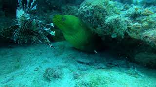 Moray Eel eats lionfish Ouch [upl. by Saduj]