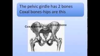 Pectoral and Pelvic Girdles Song Shoulder and Hips [upl. by Anilam706]