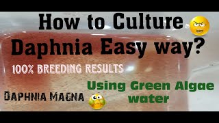 Daphnia MagnaHow to Culture Daphnia Easy wayCulturing Daphnia using Green water Daphnia [upl. by Alludba371]