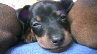 Dachshund  Cute 6 Week Old Puppies [upl. by Karilynn]